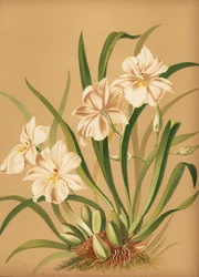 Orchidée pensée, Miltoniopsis roezlii (Odontoglossum roezlii album)